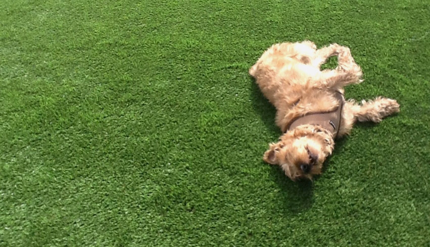 Cleaning & Maintenance