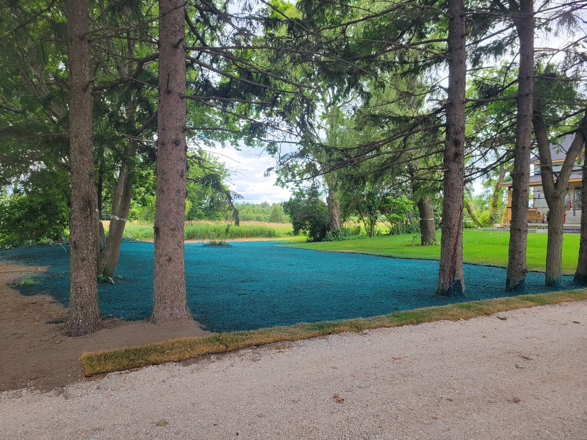 Cost Comparison: Hydroseeding and sod